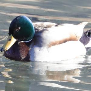 Mallard