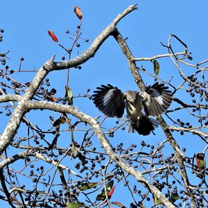 Northern Mockingbird