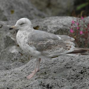 Herring Gull