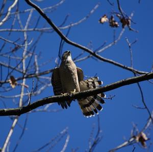 Cooper's Hawk