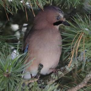 Eurasian Jay