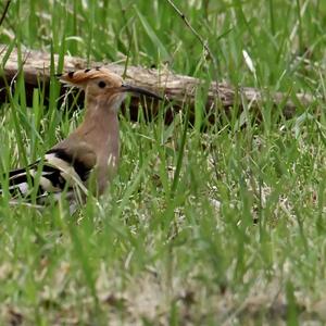 Eurasian Hoopoe