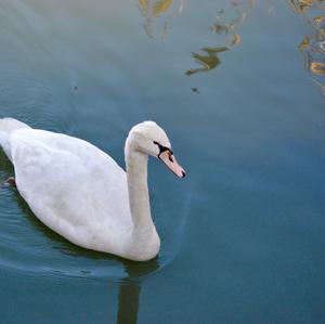 Höckerschwan