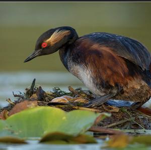 Black-necked Grebe