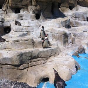 Humboldt Penguin