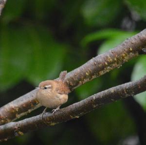 Winter Wren