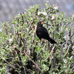 Eurasian Blackbird