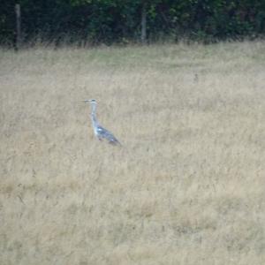 Grey Heron