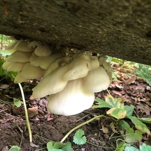 Oyster Mushroom