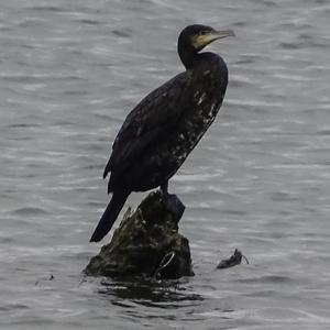 Great Cormorant