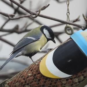 Great Tit