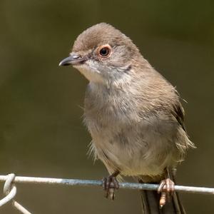 Sardinian Warbler