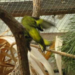 Eurasian Siskin