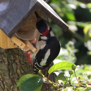 Great Spotted Woodpecker