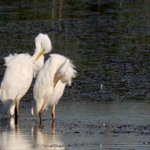 Little Egret