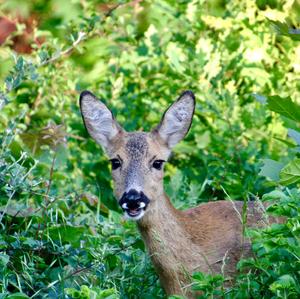 European Roe Deer