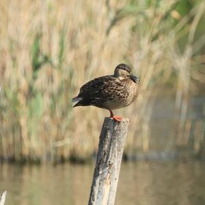 Mallard