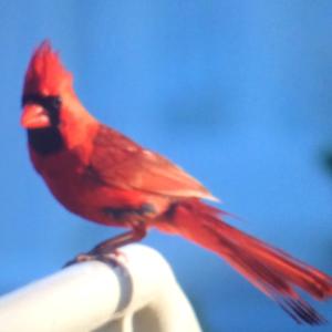 Northern Cardinal