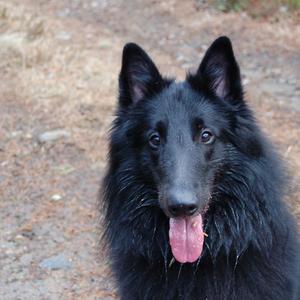 Belgian Shepherd Dog