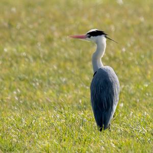 Grey Heron