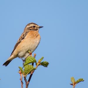 Braunkehlchen