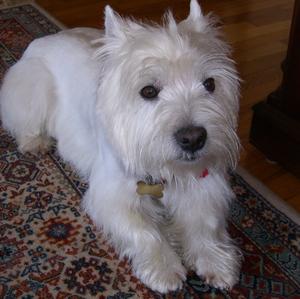 West Highland White Terrier