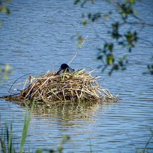 Common Coot