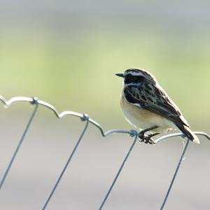 European stonechat