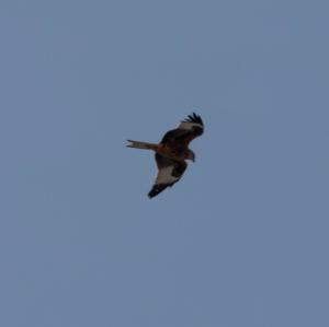 Red Kite