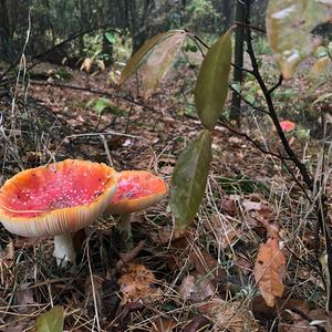 Fly Agaric