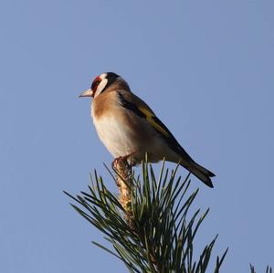 European Goldfinch