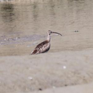 Eurasian Curlew