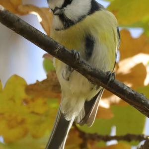 Blue Tit