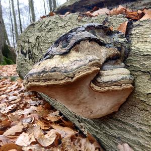 Tinder Polypore