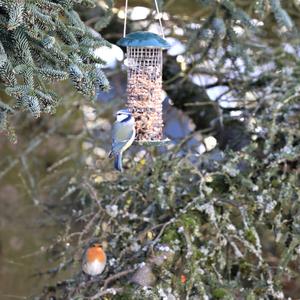 Blue Tit