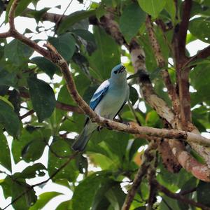 Blue-grey Tanager