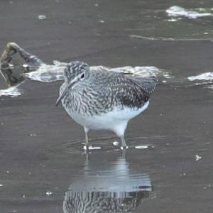 Waldwasserläufer