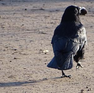 Carrion Crow