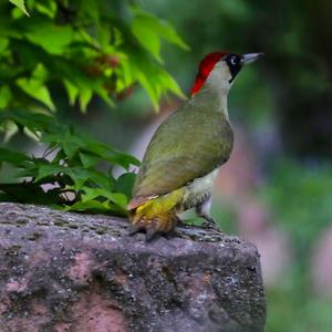 Eurasian Green Woodpecker