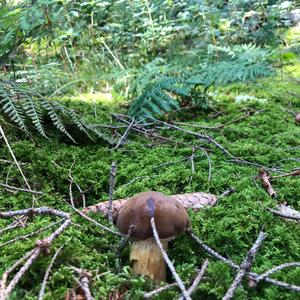 Bay Bolete