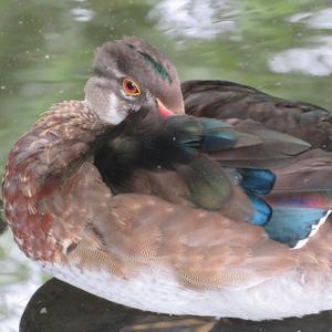 Wood Duck