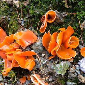 Orange Peel Fungus