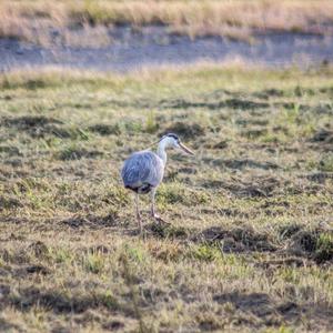 Grey Heron