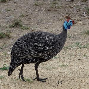 Helmeted Guineafowl