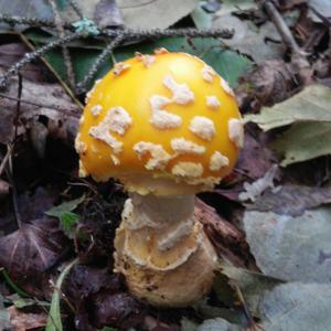 Fly Agaric