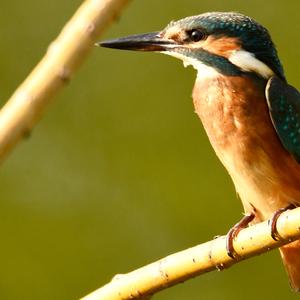 Common Kingfisher