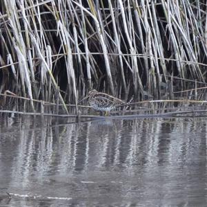 Common Snipe