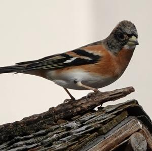 Brambling