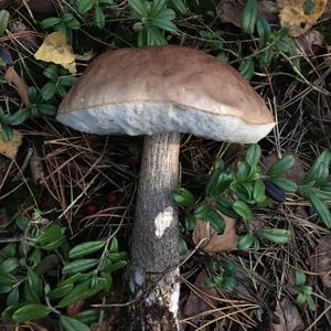 Orange Birch Bolete