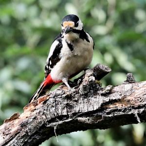 Great Spotted Woodpecker